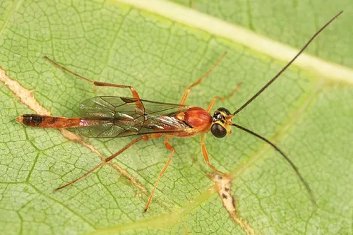 Temelucha ferruginea