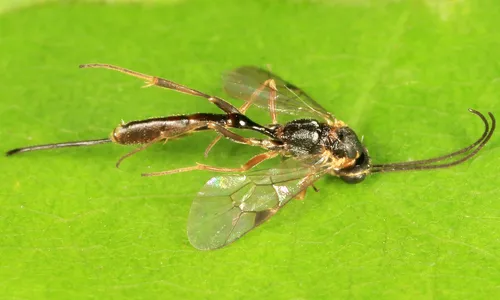 Trathala rostrata