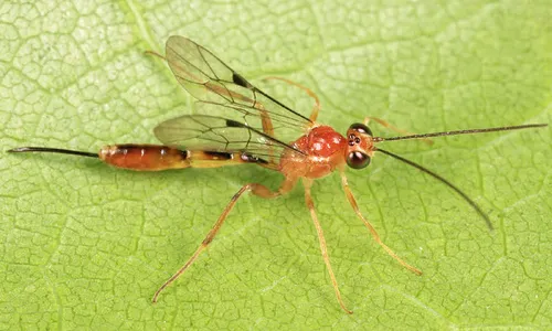 Xiphosomella dubia