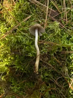 Inocybe fuscicothurnata thumbnail 3