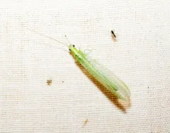 Meleoma emuncta thumbnail 3