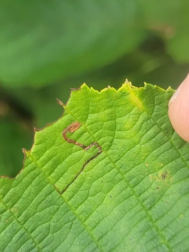 Bucculatrix locuples