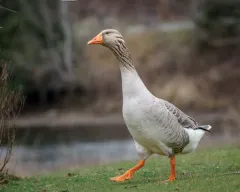 Greylag Goose thumbnail 4