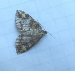 Marbled Carpet Moth thumbnail 3