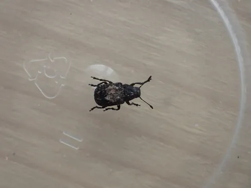 Gonotropis dorsalis