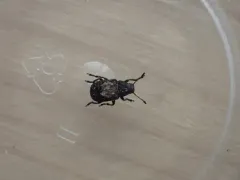 Gonotropis dorsalis thumbnail 1