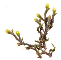 Green Hoar-moss thumbnail 4