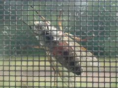 Tabanus novaescotiae thumbnail 2