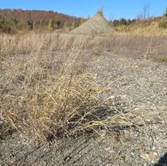 Mexican Muhly thumbnail 3
