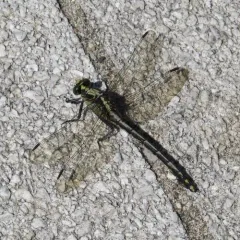 Black-shouldered Spinyleg thumbnail 3
