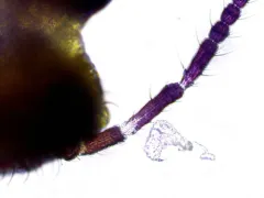 Sminthurides plicatus thumbnail 1