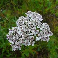 common yarrow thumbnail 1
