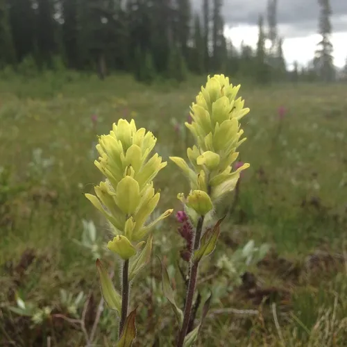 northern paintbrush