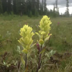 northern paintbrush thumbnail 1