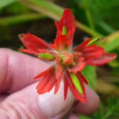 giant red paintbrush thumbnail 1