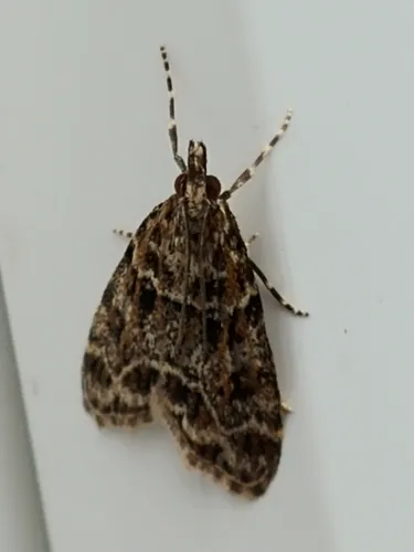 Eudonia leucophthalma