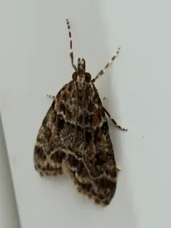 Eudonia leucophthalma thumbnail 1