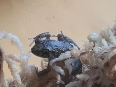 Greenhouse Frog thumbnail 4