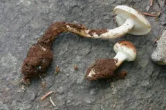 rooting brownie thumbnail 1