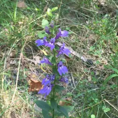 great blue lobelia thumbnail 2