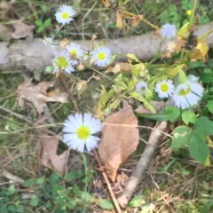 annual fleabane thumbnail 2