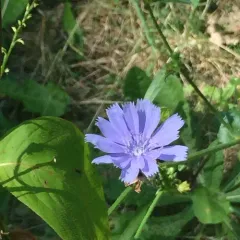 chicory thumbnail 4