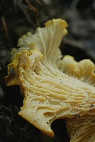 Amethyst Chanterelle