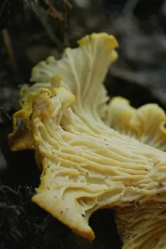 Amethyst Chanterelle thumbnail 1