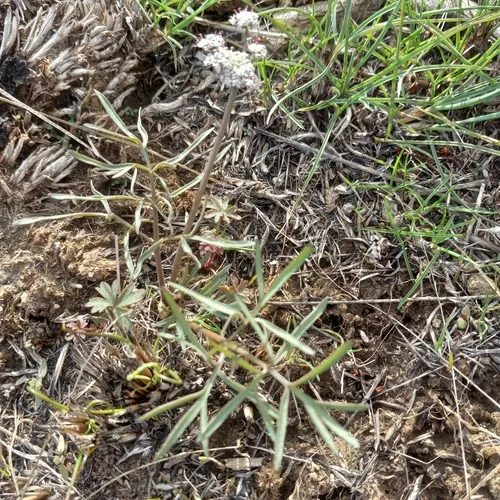 Geyer's Desert-parsley