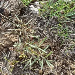 Geyer's Desert-parsley thumbnail 1