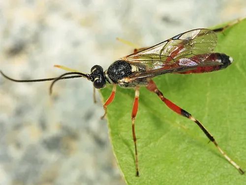 Agrothereutes cimbcivorus