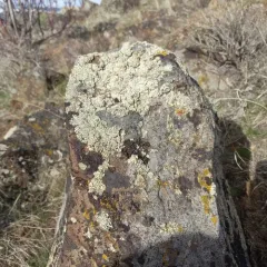 Green Rock-posy thumbnail 3