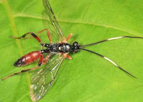 Asthenolabus canadensis