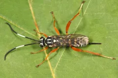 Baryceros fortis thumbnail 2