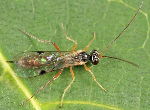 Bathythrix triangularis