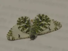 Northern Marble thumbnail 3