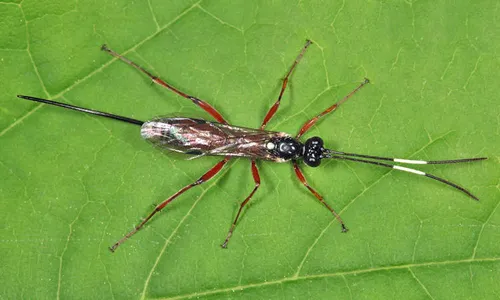 Cubocephalus atriclunis