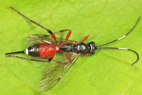 Gambrus canadensis