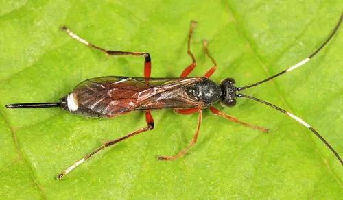 Gambrus polyphemi