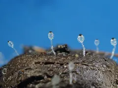 Pilobolus roridus thumbnail 2
