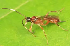 Ischnus cinctipes thumbnail 1