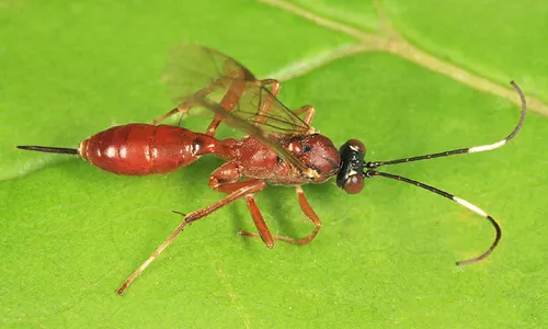 Ischnus sparsus