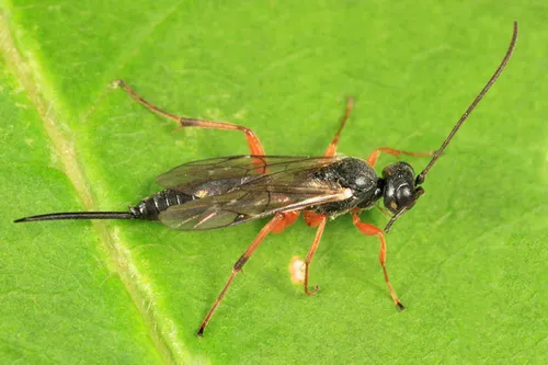 Mastrus smithii