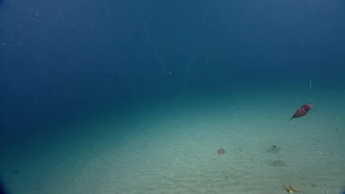 Taonius borealis