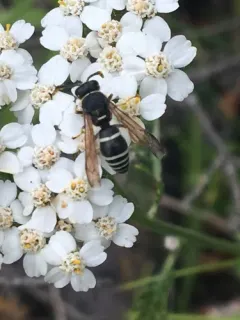 Black-and-white Mason Wasp thumbnail 3