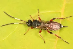 Pleolophus basizonus thumbnail 2