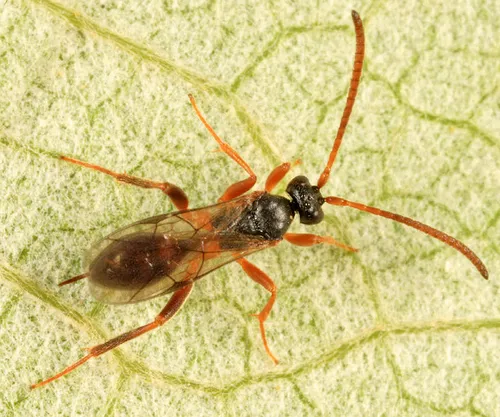 Polyaulon erythropa