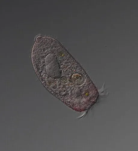 Stentor igneus