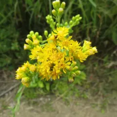 stiff-leaved goldenrod thumbnail 4