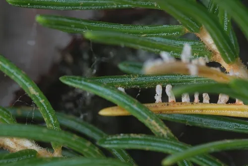 Needle Rust